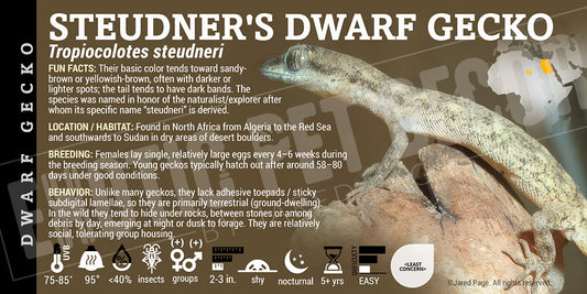Tropiocolotes steudneri 'Steudner's Dwarf' Gecko label