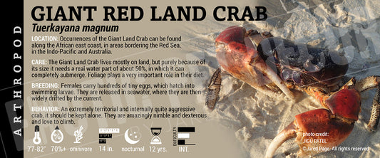 Tuerkayana magnum 'Giant Red Land Crab'