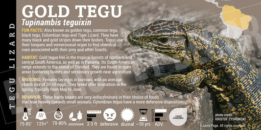 Tupinambis teguixin 'Gold Tegu' Lizard label