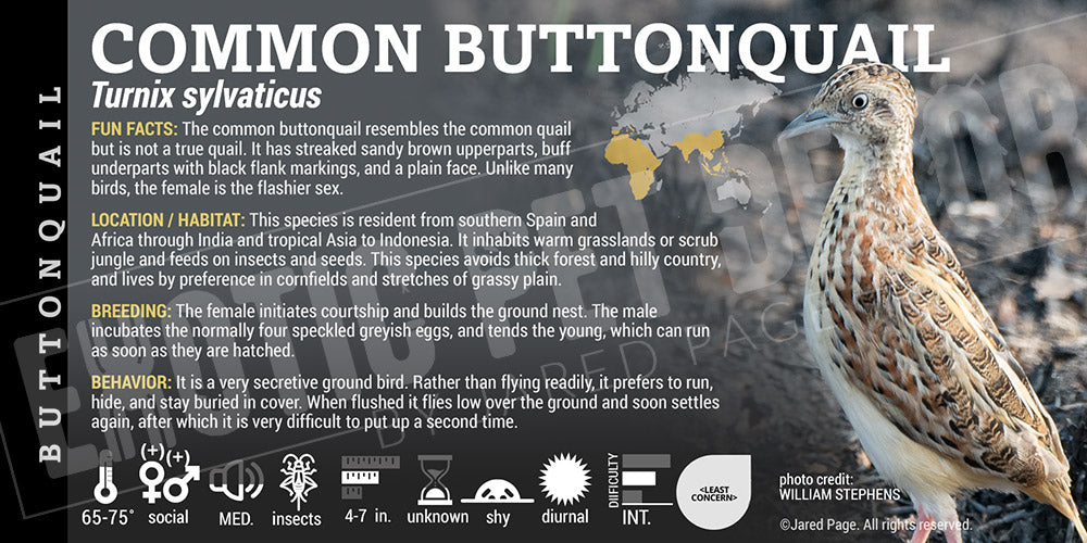 Turnix sylvaticus 'Common Buttonquail' bird label