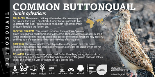 Turnix sylvaticus 'Common Buttonquail' bird label