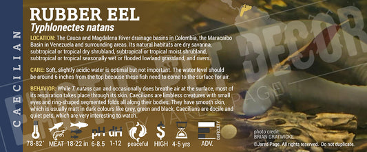 Typhlonectes natans 'Caecilian Rubber Eel' label