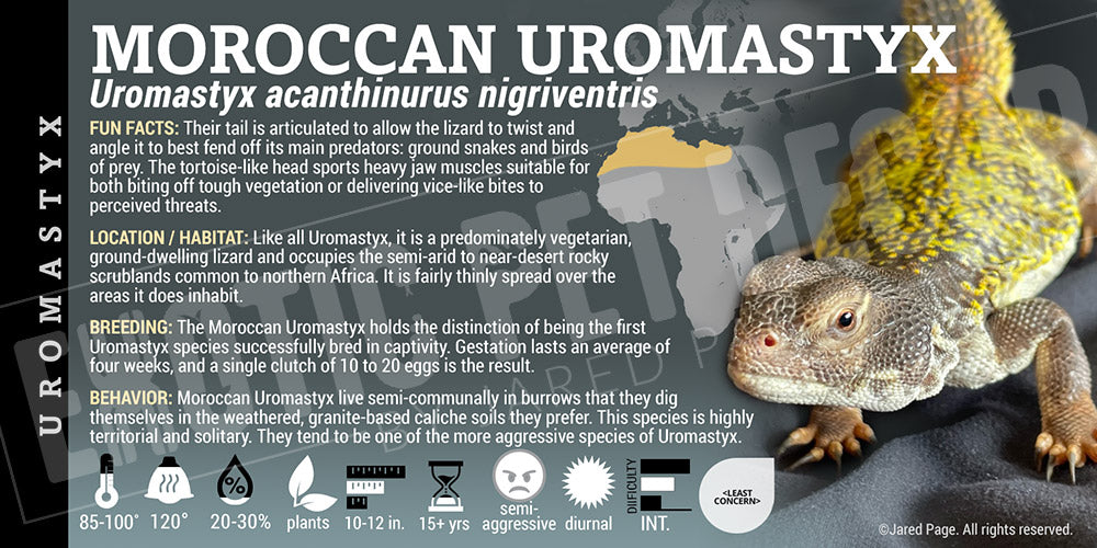 Uromastyx acanthinurus 'Moroccan' Uromastyx