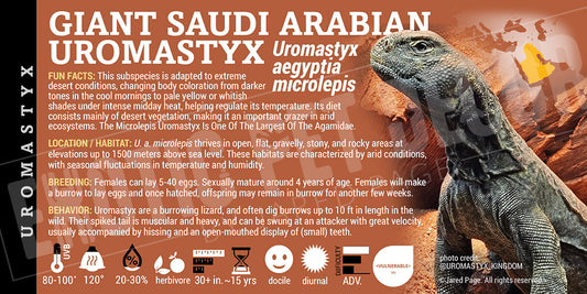 Uromastyx aegyptia microlepis 'Giant Saudi Arabian Uromastyx' label