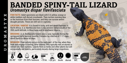 Uromastyx dispar flavifasciata 'Banded Spiny Tailed' Lizard label