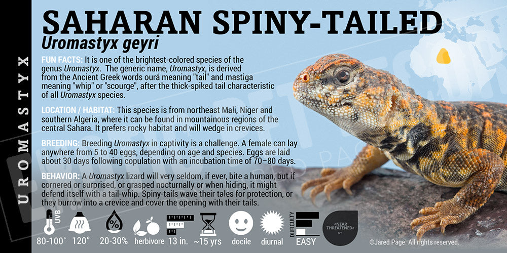 Uromastyx Geyri 'Saharan' Uromastyx Cards And Enclosure Labels – Exotic ...