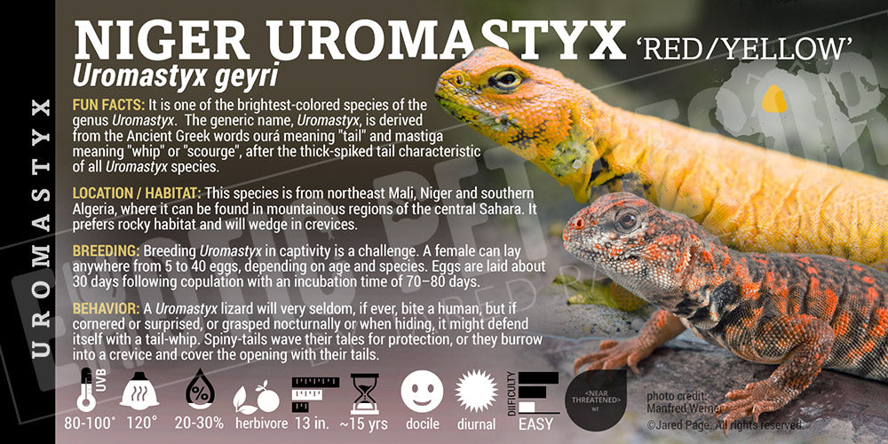 Uromastyx geyri 'Saharan Spiny Tailed' Uromastyx