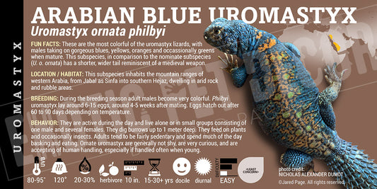 Uromastyx ornata philbyi 'Arabian Blue Ornate' Uromastyx
