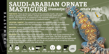 Uromastyx ornata philbyi 'Arabian Blue Ornate' Uromastyx