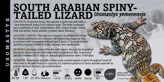 Uromastyx yemenensis 'South Arabian Spiny Tailed' Lizard label