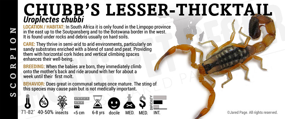 Uroplectes chubbi 'Chubb’s Lesser Thicktail' Scorpion