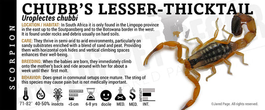 Uroplectes chubbi 'Chubb’s Lesser Thicktail' Scorpion