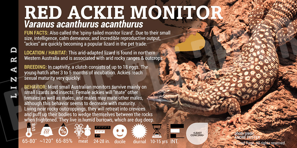 Varanus acanthurus 'Ackie Monitor' Lizard