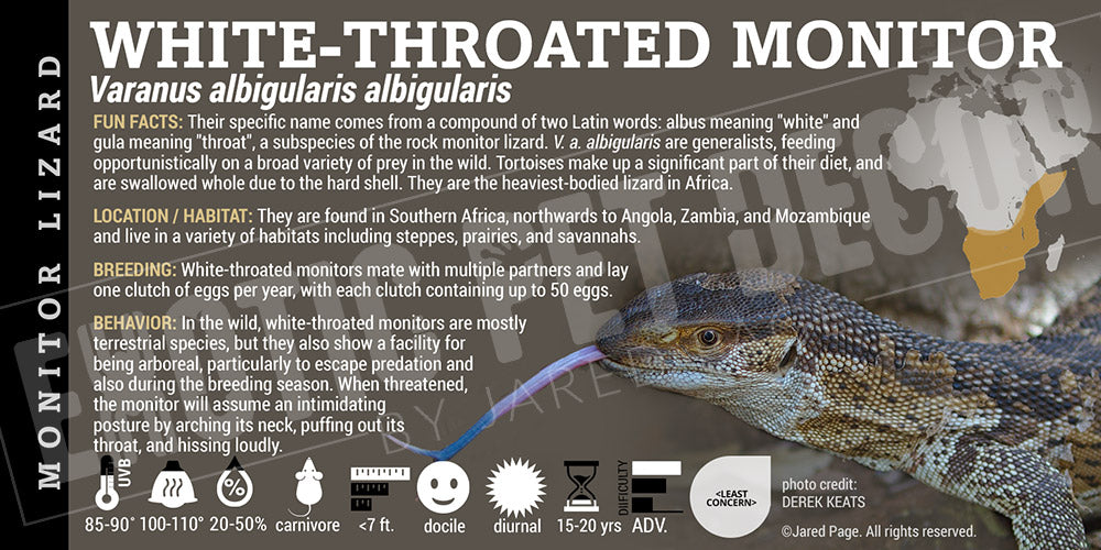 Varanus albigularis albigularis 'Mozambique White-Throated Rock Monitor' Lizard