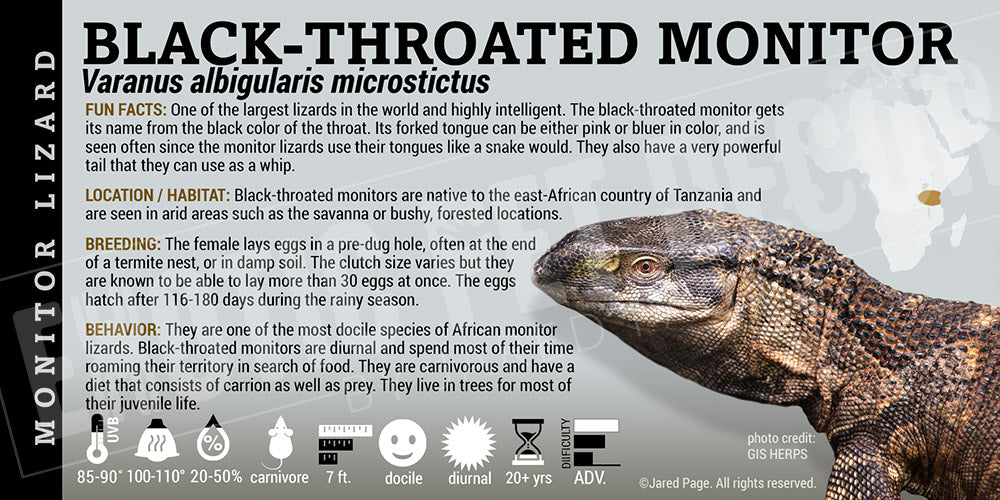Varanus albigularis microstictus 'Black Throated Monitor' Lizard