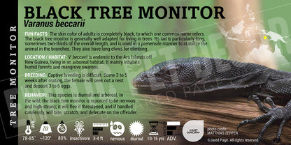 Varanus beccarii 'Black Tree Monitor' Lizard