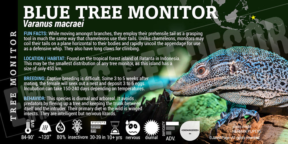 Varanus macraei 'Blue Tree Monitor' Lizard