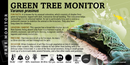 Varanus prasinus 'Green Tree Monitor' Lizard