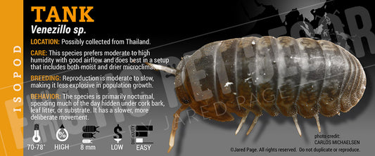 Venezillo sp. 'Tank' isopod label