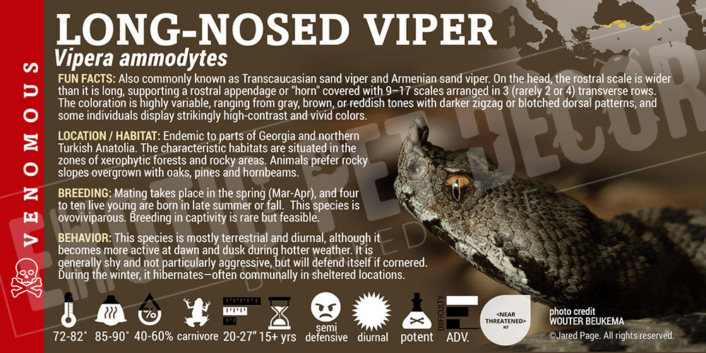 Vipera transcaucasiana 'Long-Nosed Viper' Snake label