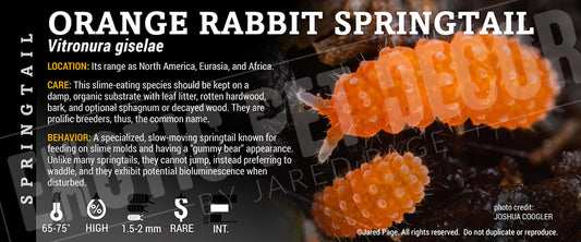 Vitronura giselae 'Orange Rabbit' Springtail label