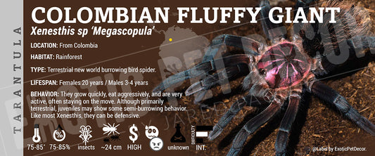 Xenesthis sp. Megascopula 'Colombian Fluffy Giant' Tarantula label