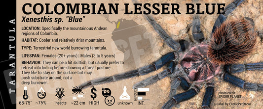 Xenesthis sp. blue 'Colombian Lesser Blue' Tarantula label
