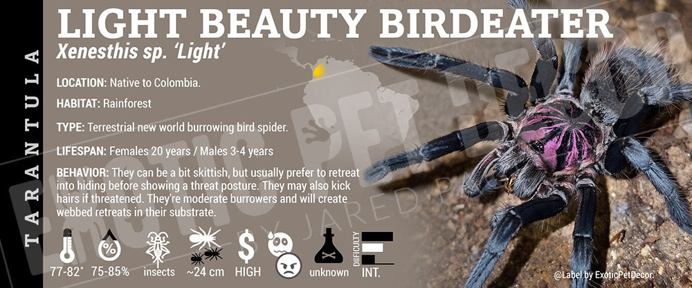 Xenesthis sp. light 'Light Beauty Bird Eater' Tarantula label