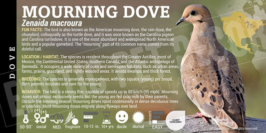 Zenaida macroura 'Mourning' Dove