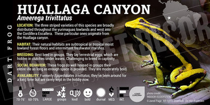 Ameerega trivittatus 'Huallaga Canyon' Dart Frog Label