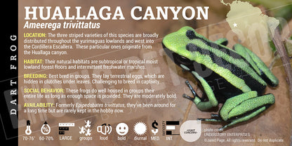 Ameerega trivittatus 'Huallaga Canyon' Dart Frog Label