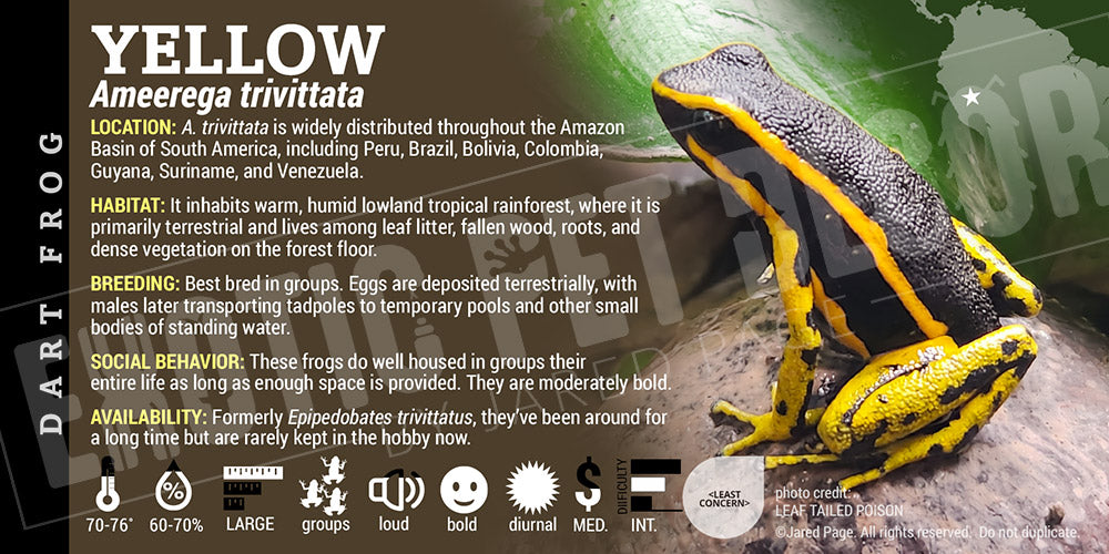 Ameerega trivittata 'Yellow' Dart Frog Label