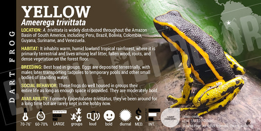 Ameerega trivittata 'Yellow' Dart Frog Label