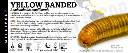 Anadenobolus monilicornis 'Bumble Bee' Millipede