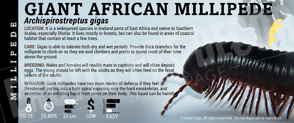 Archispirostreptus gigas 'African Giant' Millipede
