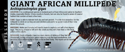 Archispirostreptus gigas 'African Giant' Millipede