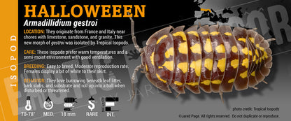 Armadillidium gestroi 'Gold Spot' isopod label