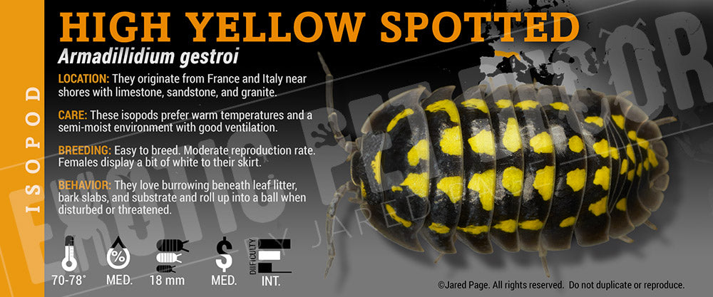 Armadillidium gestroi 'Gold Spot' isopod