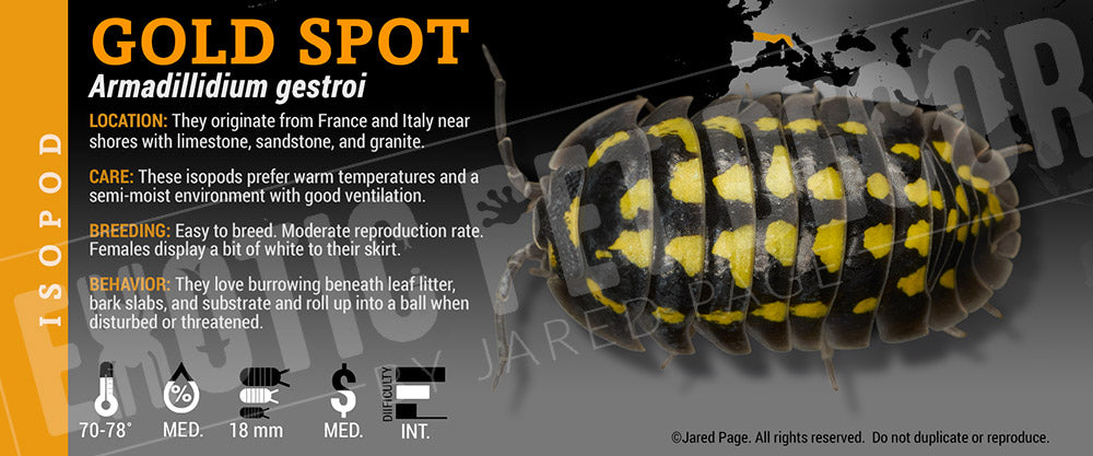 Armadillidium gestroi 'Gold Spot' isopod