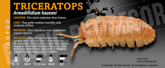 Armadillidium hauseni 'Triceratops' isopod label