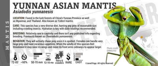 Asiadodis yunnanesis 'Yunnan Asian' Mantis label