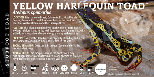 Atelopus spumarius 'Yellow Harlequin Stubfoot Toad' label