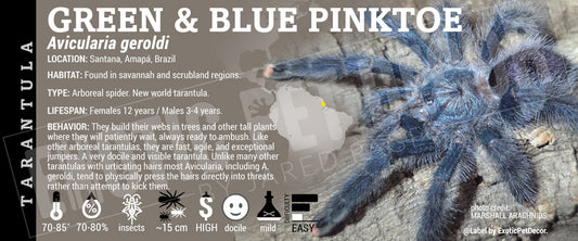Avicularia geroldi 'Green and Blue Pinktoe' Tarantula label