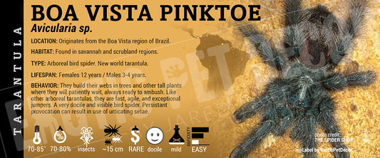 Avicularia sp. 'Boa Vista' Tarantula label