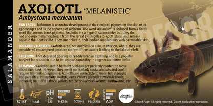 Axolotl mexicanum