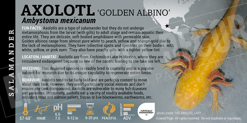 Axolotl mexicanum