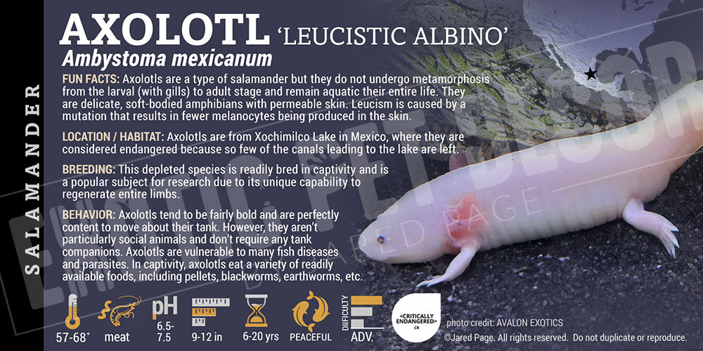 Axolotl mexicanum