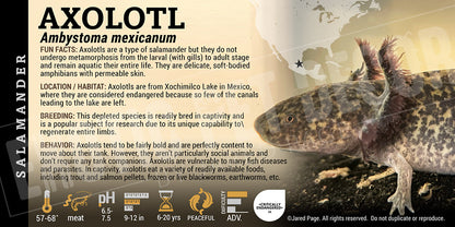 Axolotl mexicanum