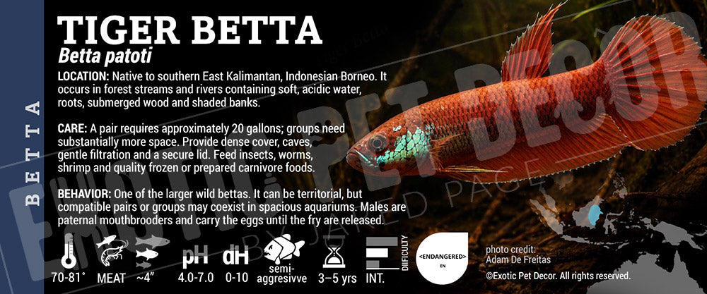 Betta patoti 'Tiger Betta' Fish label