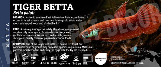 Betta patoti 'Tiger Betta' Fish label
